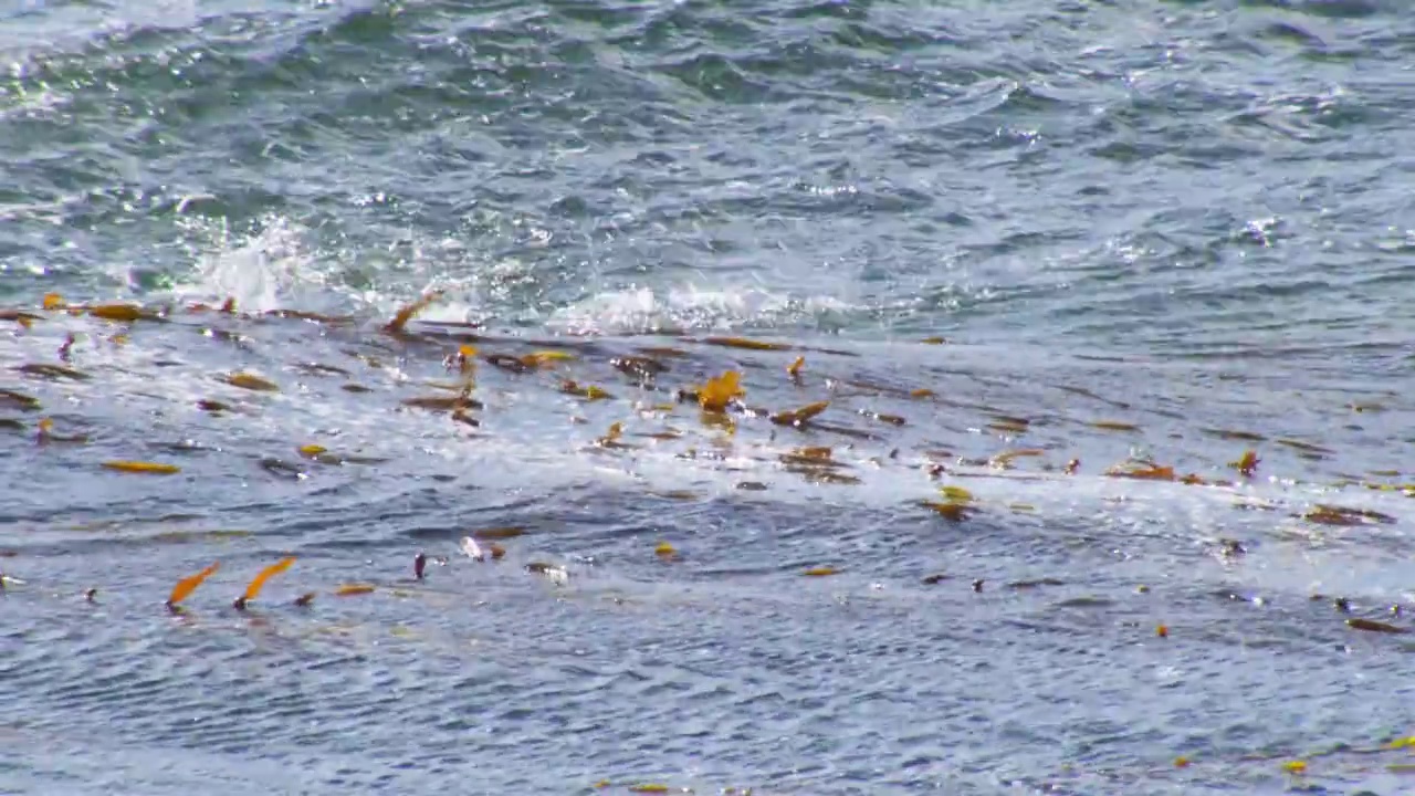 海浪和一群跳岩企鹅向镜头游来，在海浪中跳跃视频素材