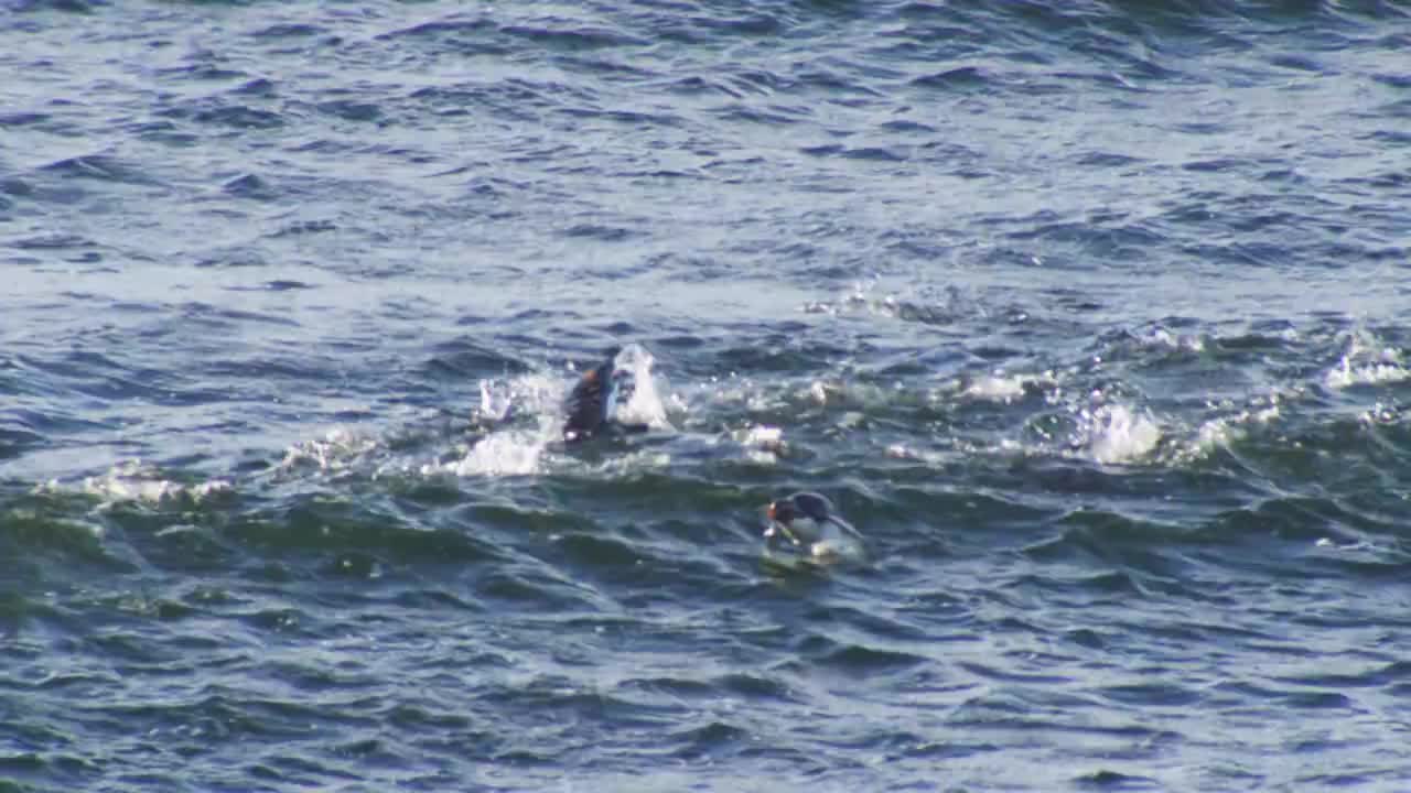 波浪和一群跳岩企鹅在波浪中游动视频素材