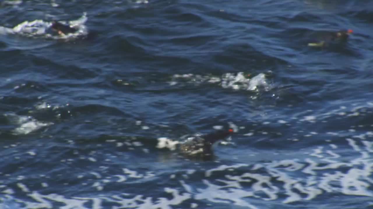 一群跳岩企鹅在水面上游动，海豚在波浪中游动视频素材