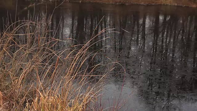 干枯的香蒲和冰冷的湖水视频素材