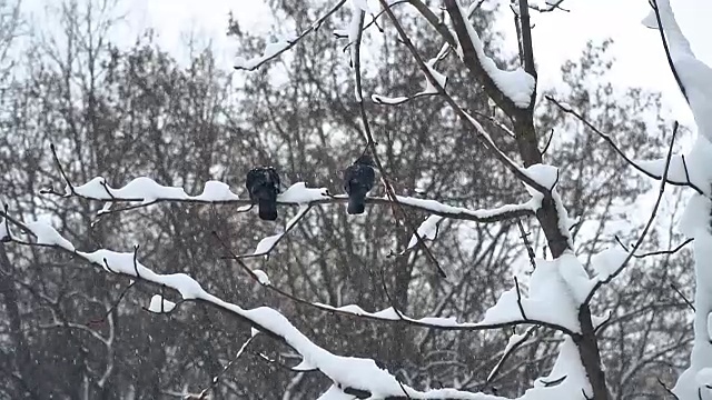 冬天。城市被雪覆盖着视频素材