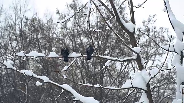 冬天。城市被雪覆盖着视频素材