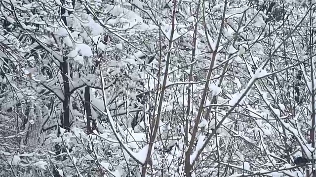 冬天。城市被雪覆盖着视频素材