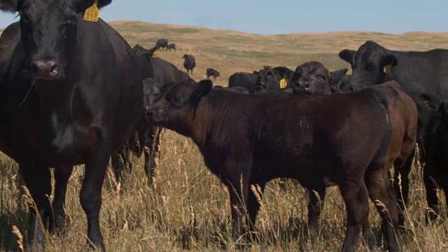 肉牛放养盘视频素材