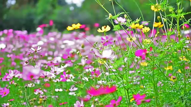 美丽的花。视频素材画面1