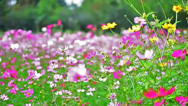 美丽的花。视频素材画面2