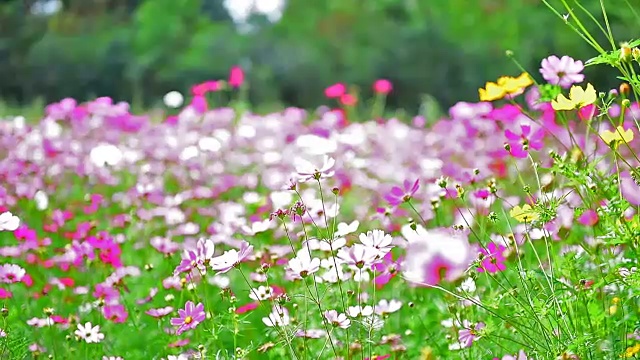 美丽的花。视频素材画面3