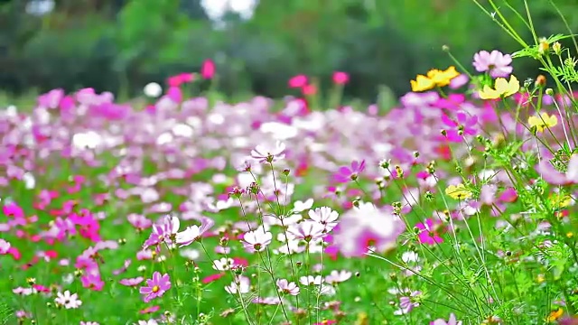 美丽的花。视频素材画面4