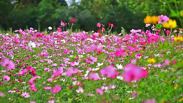 美丽的花。视频素材画面1