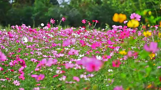 美丽的花。视频素材画面2