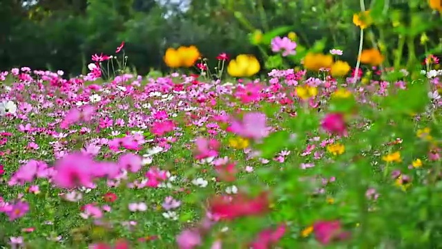 美丽的花。视频素材画面3