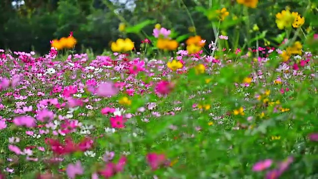 美丽的花。视频素材画面4