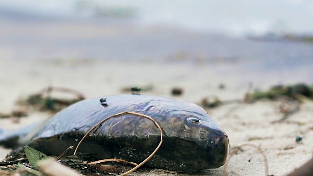 海岸边的死鱼，环境灾难，海洋悲剧，生态悲剧视频素材