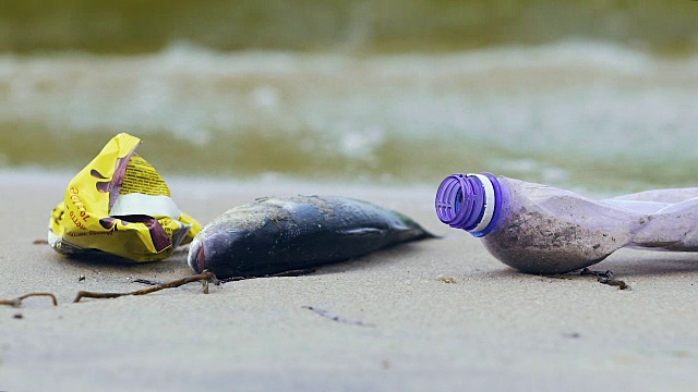 肮脏的海岸满是死鱼，海浪卷起了垃圾和垃圾，生态视频素材