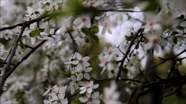 春天樱花盛开的樱花枝视频素材