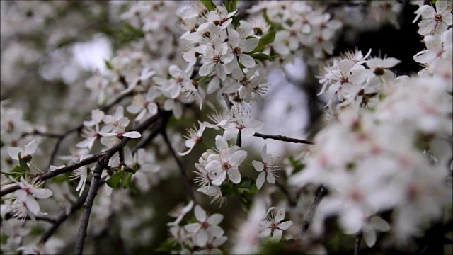 春天樱花盛开的樱花枝视频素材