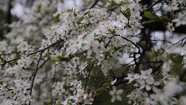 春天樱花盛开的樱花枝视频素材