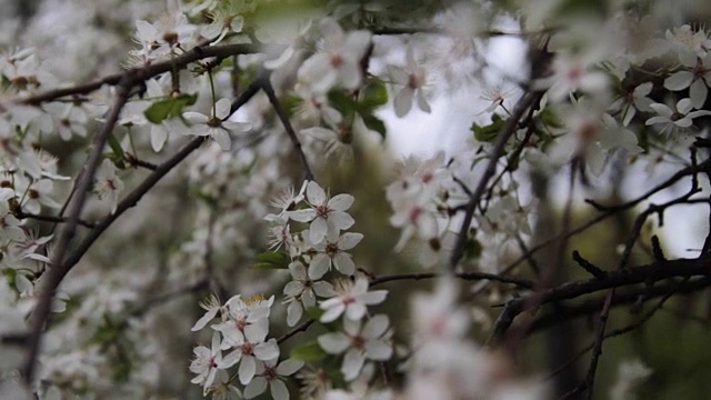 春天樱花盛开的樱花枝视频素材