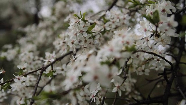 春天樱花盛开的樱花枝视频素材