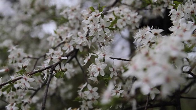 春天樱花盛开的樱花枝视频素材