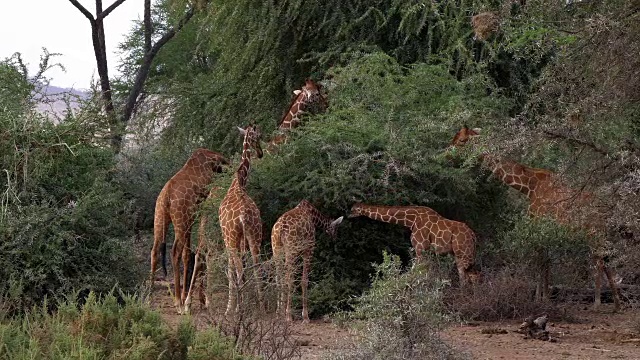 网纹长颈鹿，网纹长颈鹿camelopardalis，肯尼亚桑布鲁公园组，实时4K视频素材