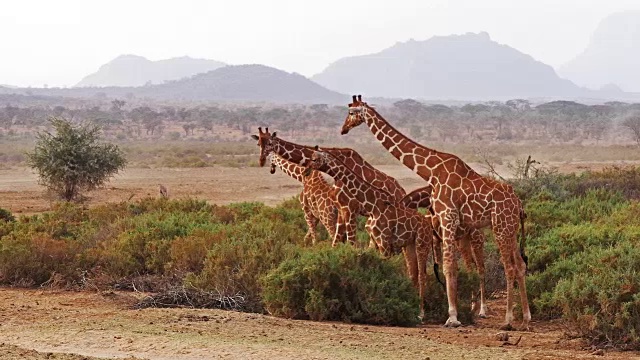 网纹长颈鹿，网纹长颈鹿camelopardalis，肯尼亚桑布鲁公园组，实时4K视频素材