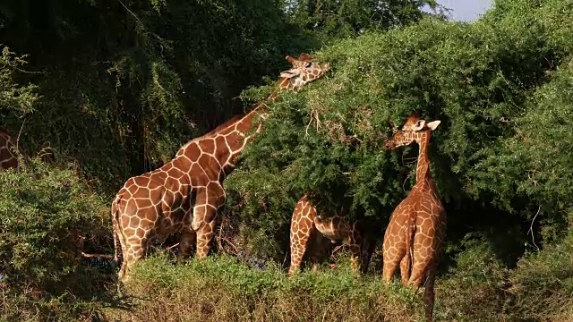 网纹长颈鹿，网纹长颈鹿camelopardalis，肯尼亚桑布鲁公园组，实时4K视频素材