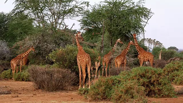 网纹长颈鹿，网纹长颈鹿camelopardalis，肯尼亚桑布鲁公园组，实时4K视频素材