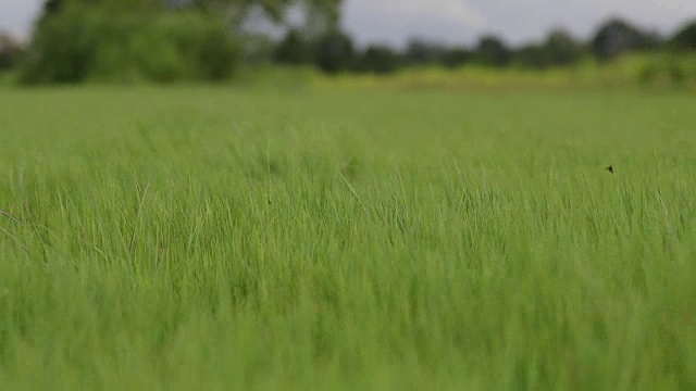 绿色的草地和小山丘在蓝天白云视频素材