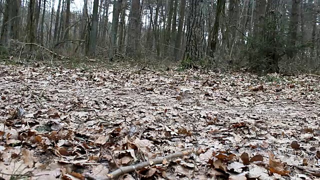 狗在秋天的森林里追赶一根棍子。视频下载