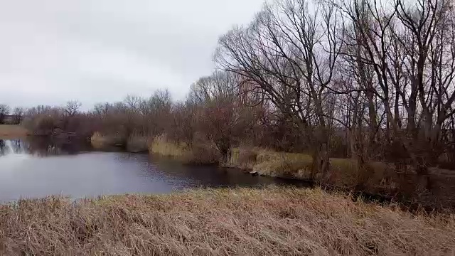 池塘边的芦苇视频素材