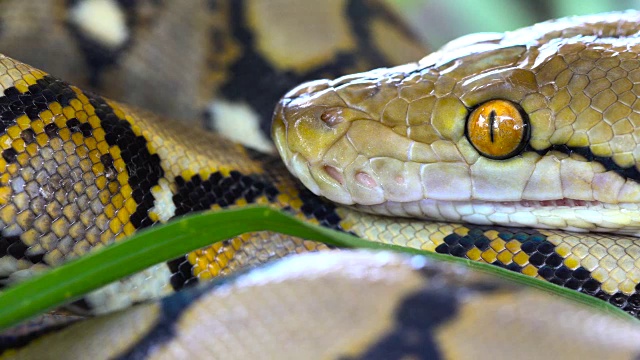 python(莫雷利亚viridis)。眼睛的特写视频素材