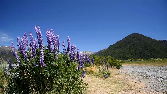 紫羽扇花在亚瑟的通行证国家公园，自然景观背景在新西兰视频素材