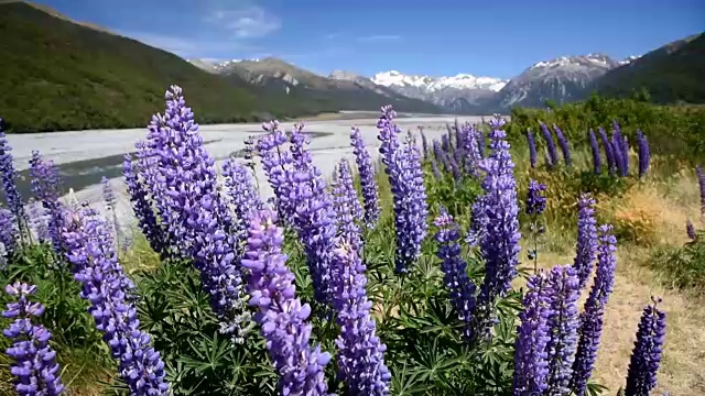 紫羽扇花在亚瑟的通行证国家公园，自然景观背景在新西兰视频素材