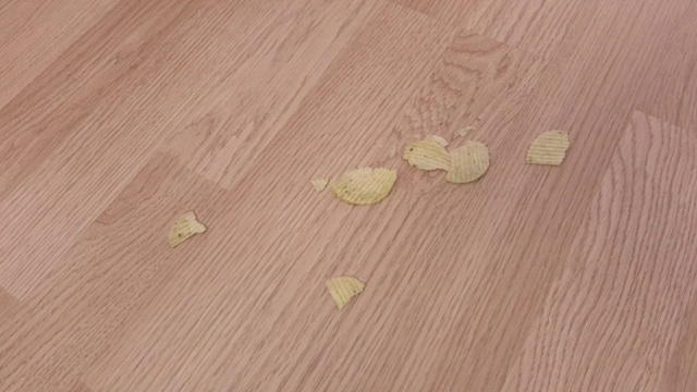 在食物垃圾附近拖地视频素材画面2