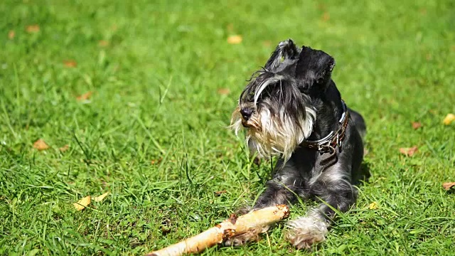 迷你雪纳瑞犬躺在草地上，拿着一根棍子视频素材