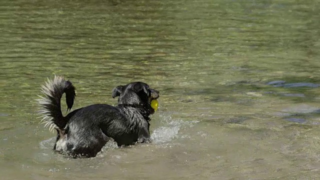 慢镜头:兴奋的边境牧羊犬摇着尾巴在浅河里嬉戏视频素材