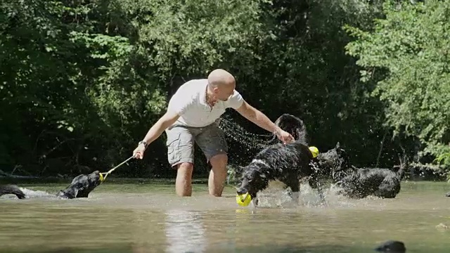 慢镜头:有趣的男主人和一群边境牧羊犬在河里玩耍。视频素材