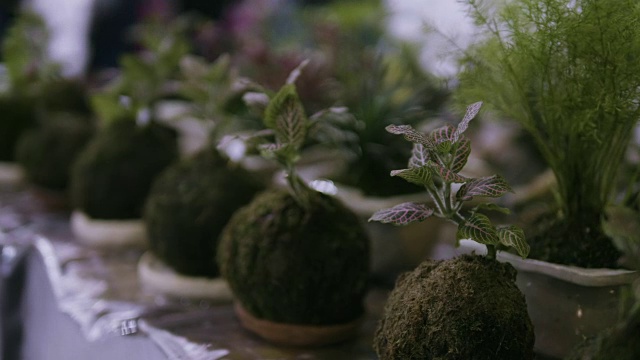 年轻的植物。视频素材