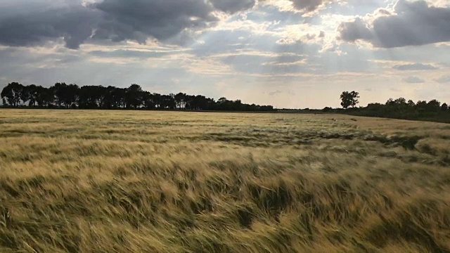 麦田里的夕阳视频素材