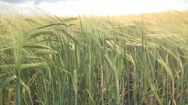 麦田里的夕阳视频素材