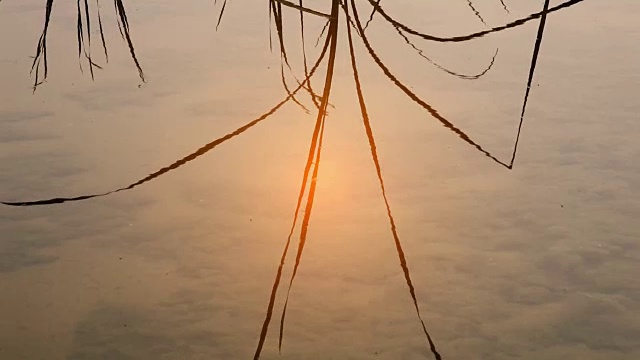 植物在水中反射视频素材