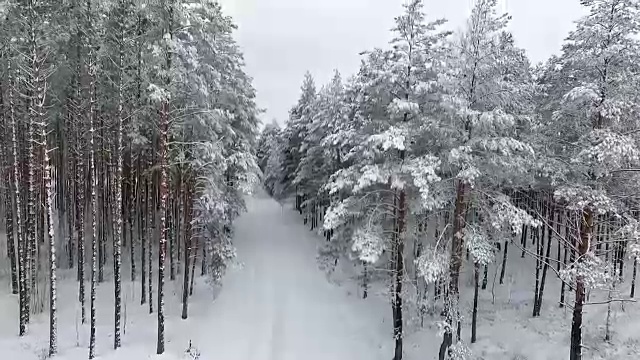 冬天的森林景观。从高处看，雪中的绿色森林。平稳地举起相机。从鸟瞰视频素材