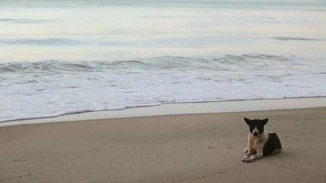 泰国狗安静地坐在海滩上欣赏海景视频素材