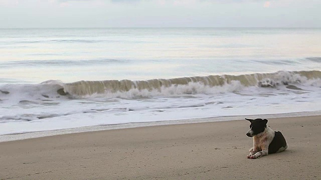 泰国狗安静地坐在海滩上欣赏海景视频素材