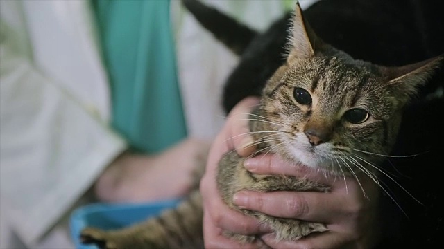 在兽医诊所测量体温，生病的家猫视频素材