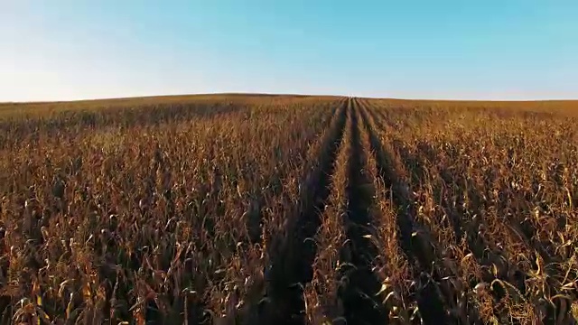 4 k编译视图。金色夕阳下，玉米田上空飞行起飞，鸟瞰图视频素材