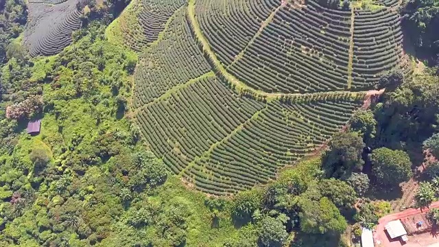 空中俯瞰茶园，清迈省，泰国视频素材