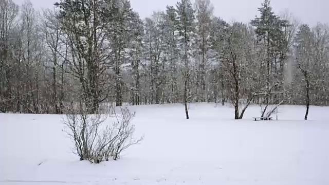 在一个树木被雪覆盖的冬季公园里飘落的雪花视频素材画面1