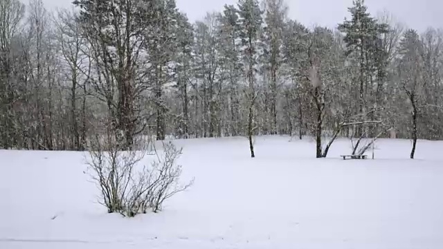在一个树木被雪覆盖的冬季公园里飘落的雪花视频素材画面2